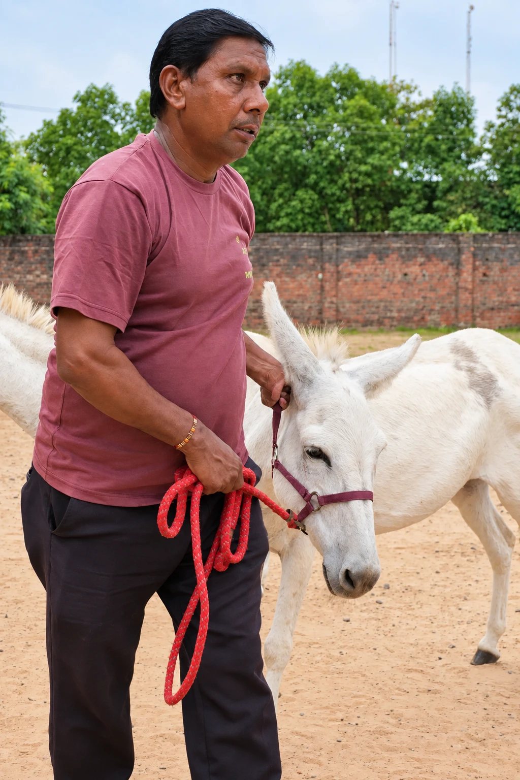 An AHF caregiver holding a white donkey’s lead in the sanctuary courtyard
