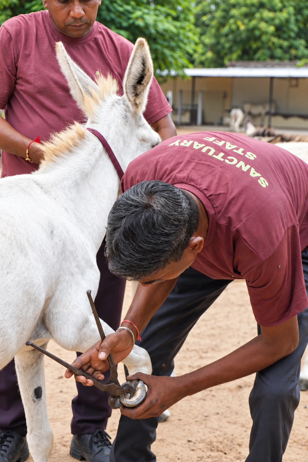 An AHF caregiver tending a donkey’s raised hoof while another steadies the animal