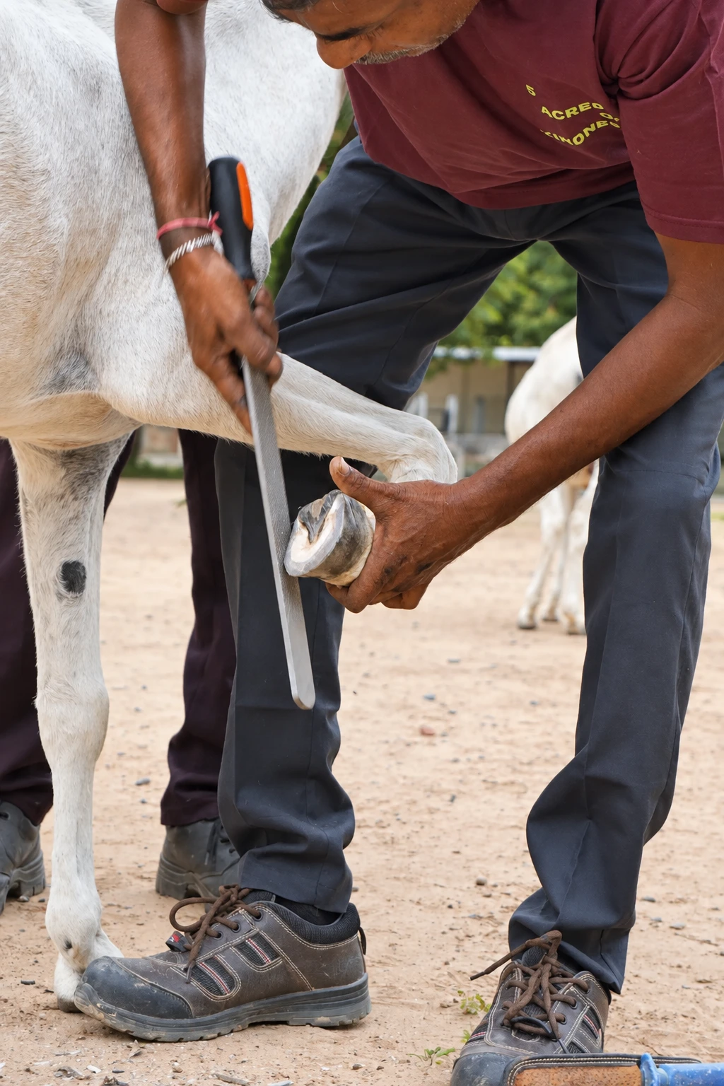 Close view of a caregiver using a rasp on a donkey’s hoof