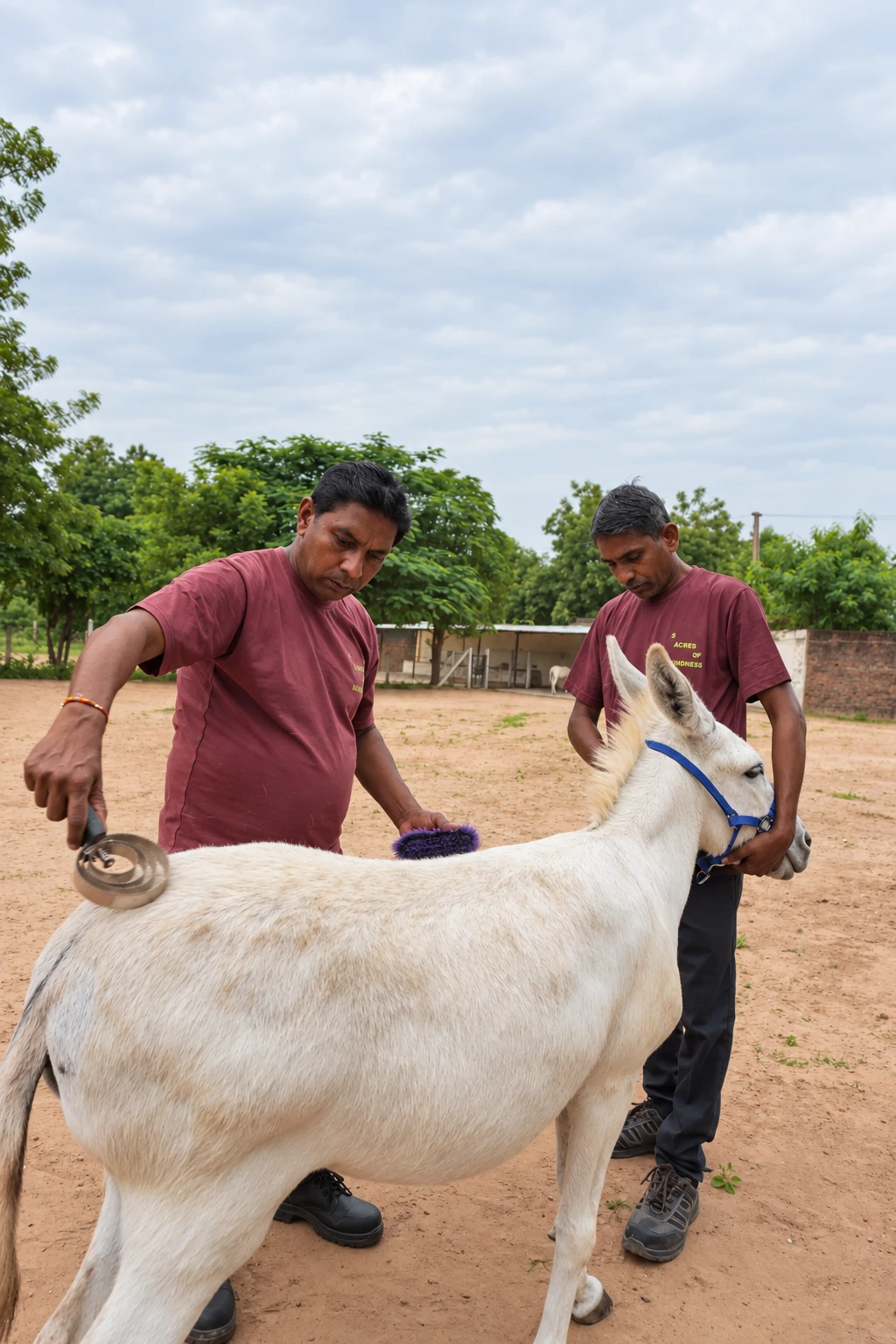 Two caregivers grooming a white donkey with a round brush