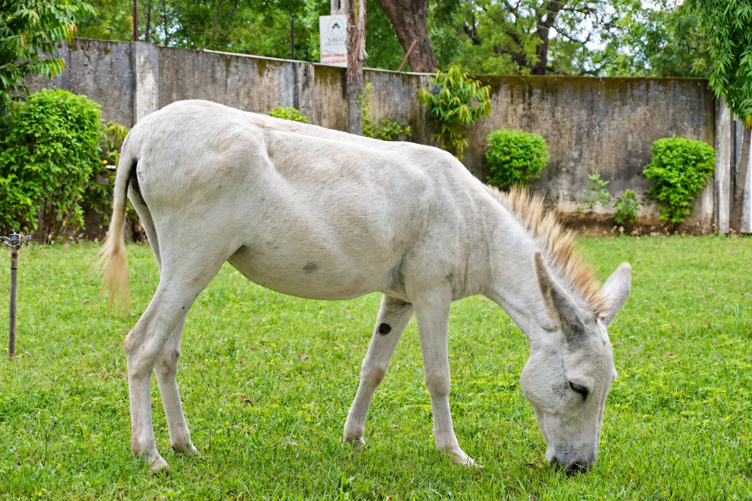 A grey donkey grazing on green grass at the sanctuary