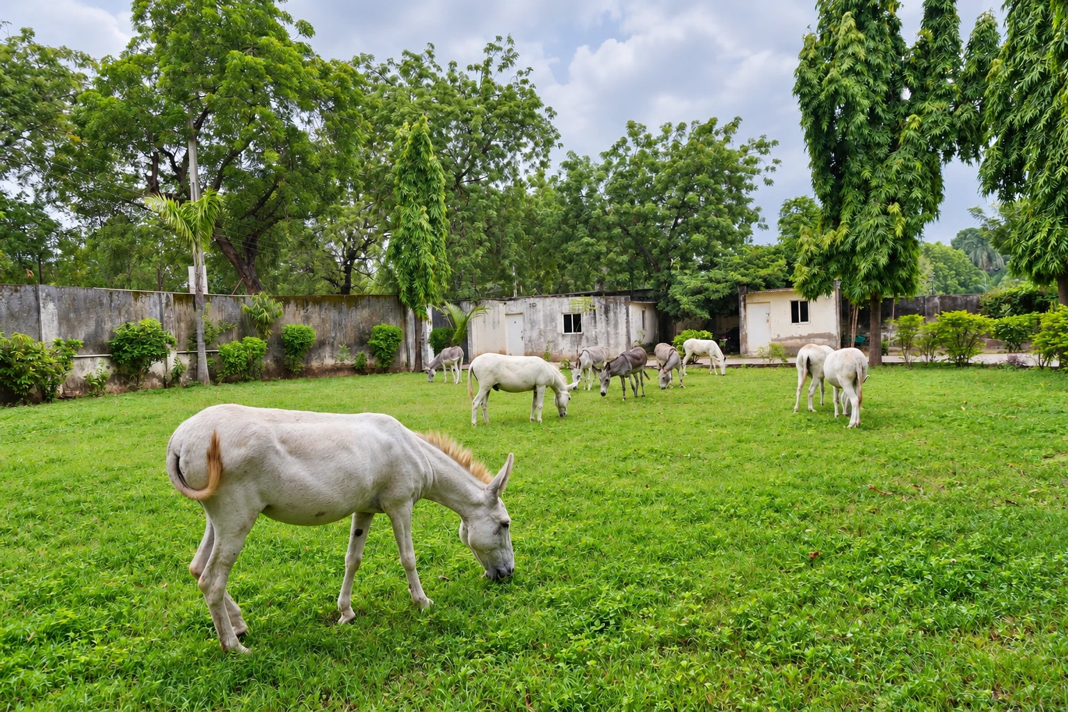 Several donkeys grazing together in the AHF sanctuary grounds
