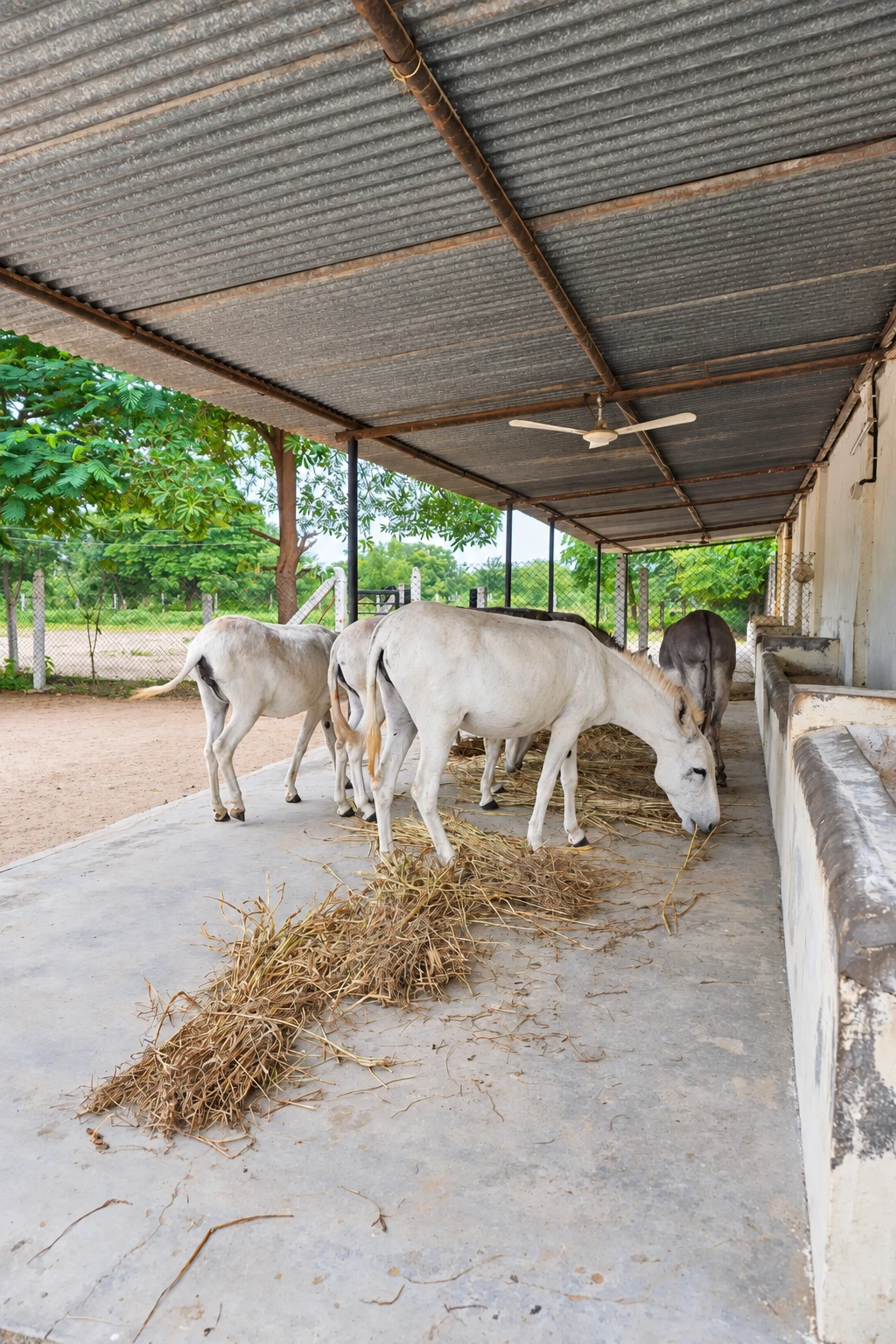 Donkeys eating hay beneath the sanctuary’s covered shelter