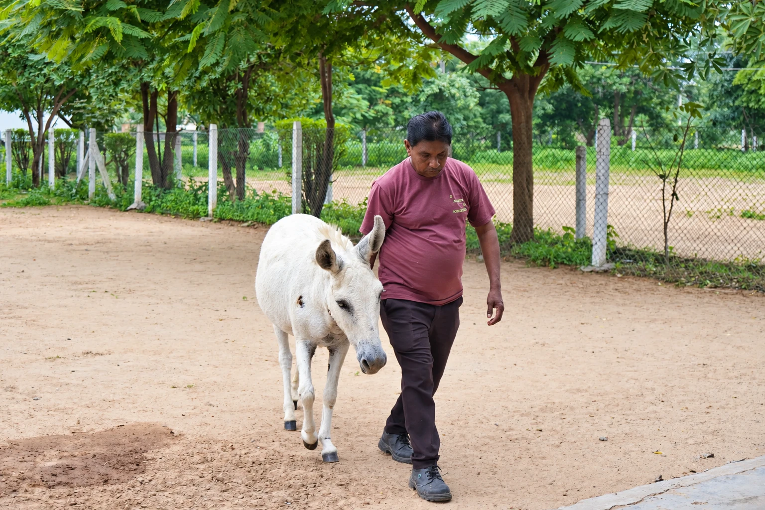 A caregiver walking beside a white donkey along a shaded sanctuary path