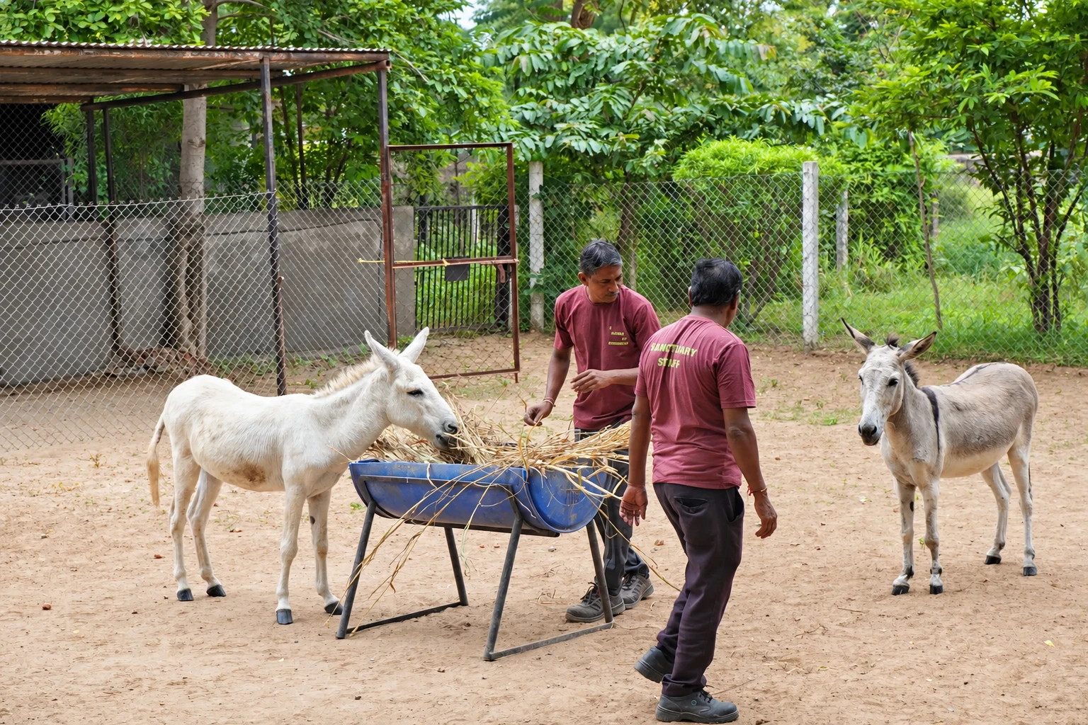 AHF caregivers putting out hay as donkeys gather around a raised feeder