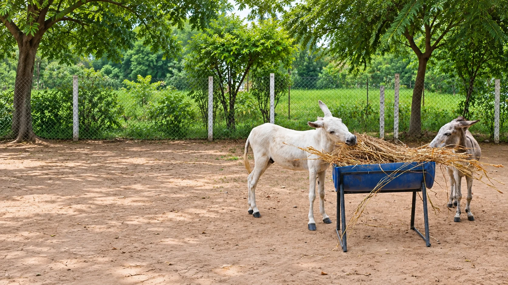 Two donkeys eating hay together from a raised feeder in the sanctuary grounds