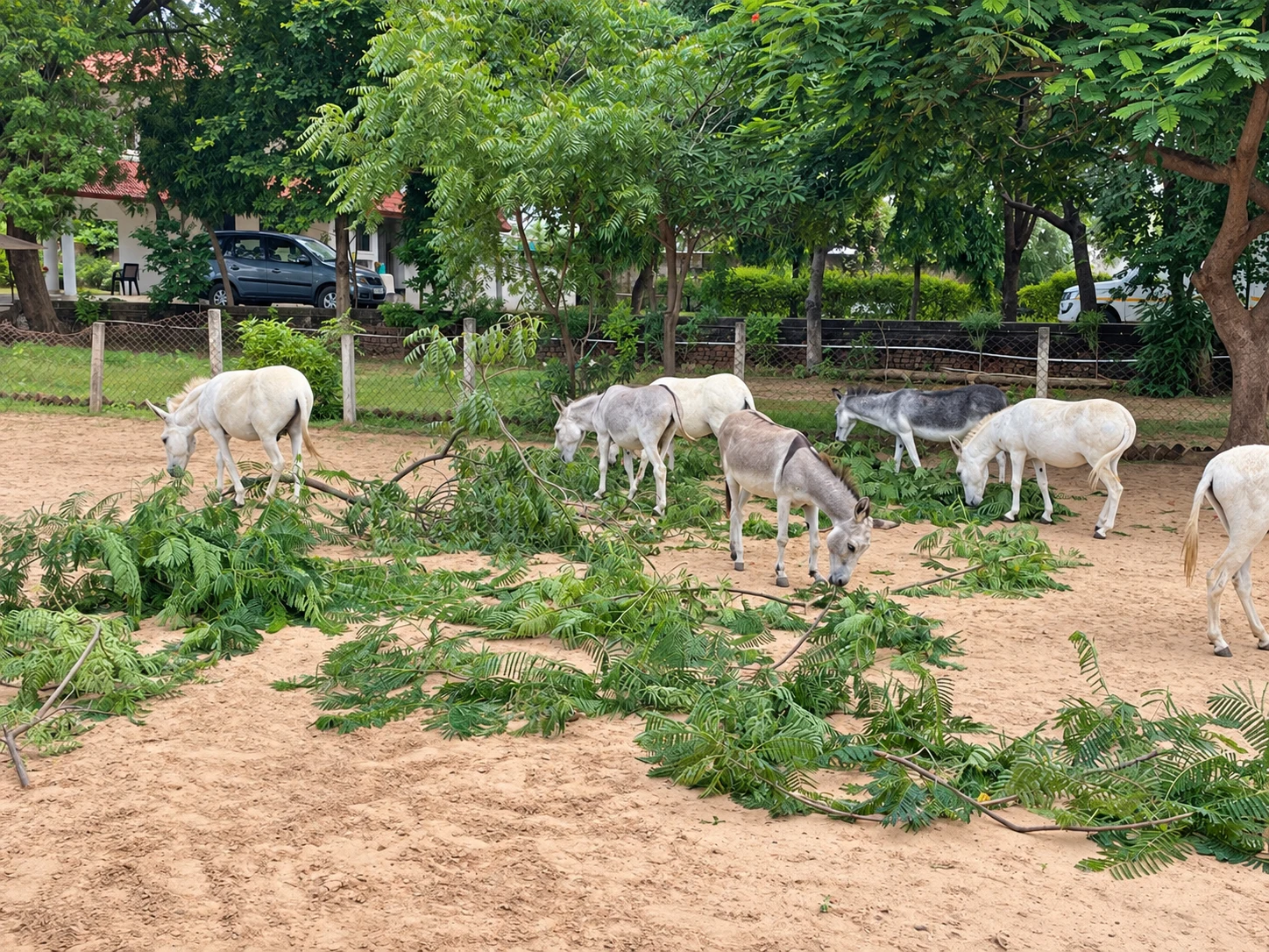 Donkeys browsing leafy branches together in spacious, tree-shaded sanctuary grounds