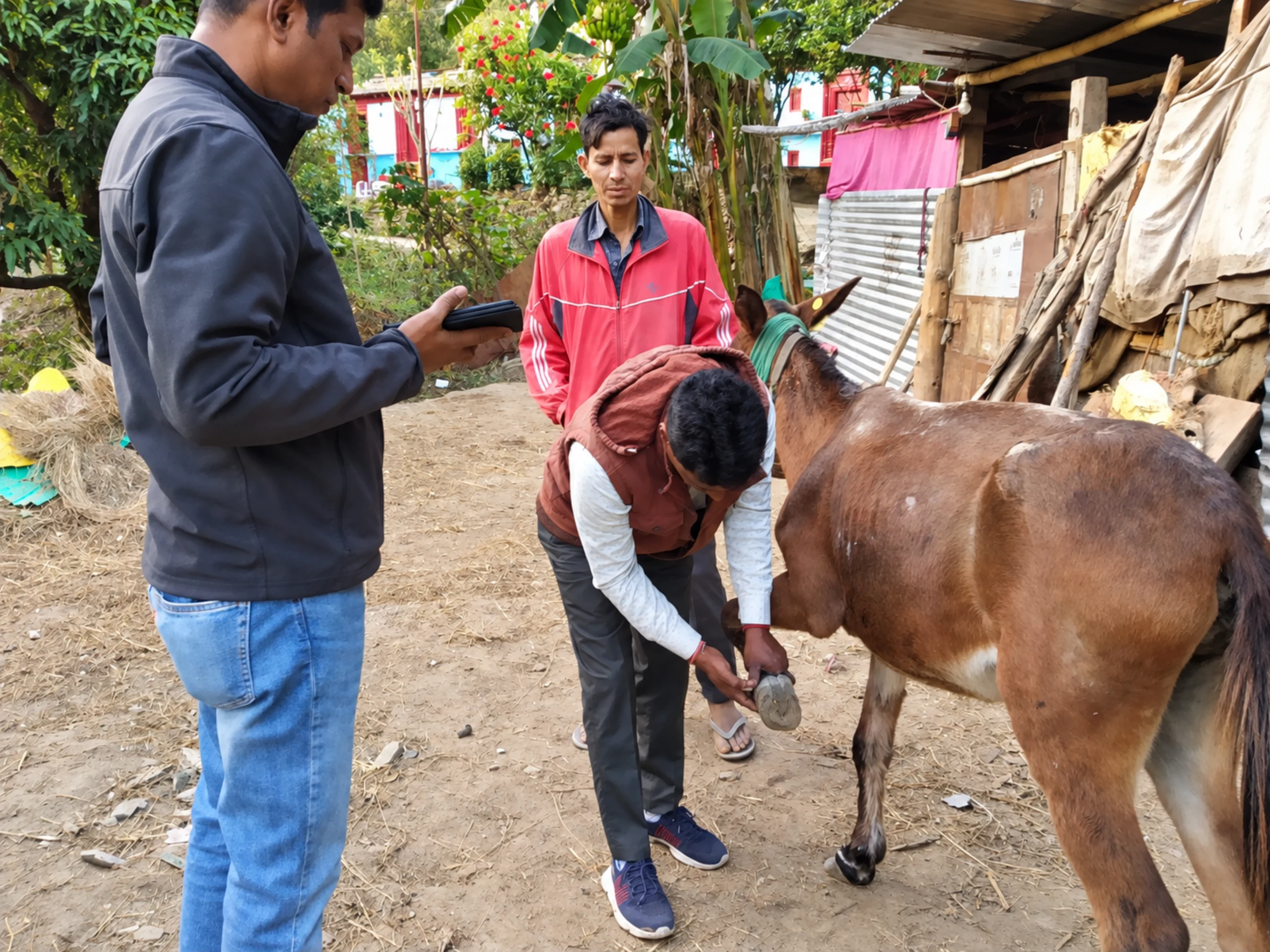 A practitioner examines a working equid’s raised hoof while a colleague records observations and the owner watches